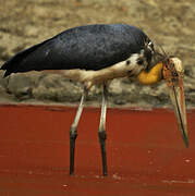 Lesser Adjutant