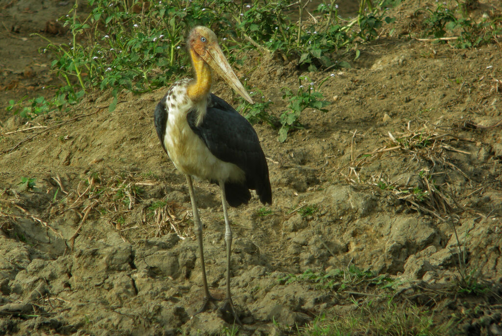 Lesser Adjutant