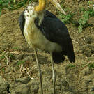 Marabout chevelu