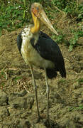 Lesser Adjutant