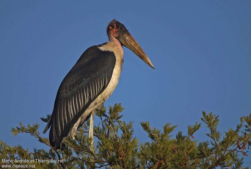 Marabou Storkadult, identification