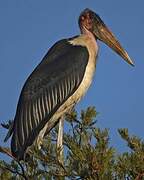 Marabou Stork