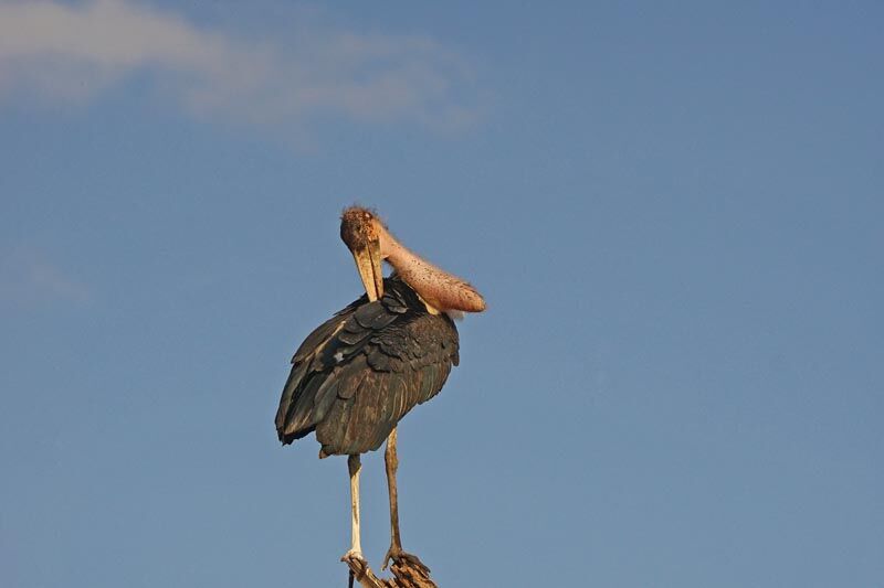 Marabou Stork