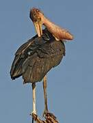 Marabou Stork