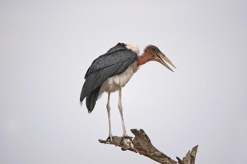 Marabou Stork