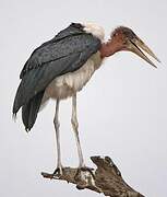 Marabou Stork