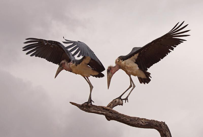 Marabou Stork