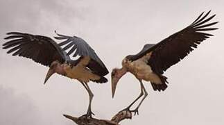 Marabou Stork