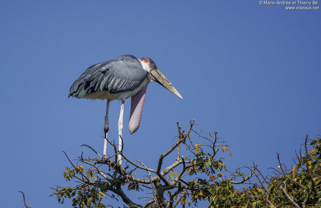 Marabou Stork