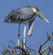 Marabou Stork