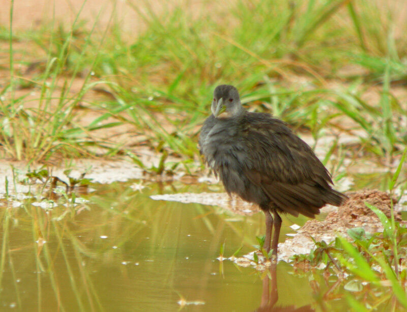 Ash-throated Crake