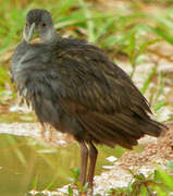 Ash-throated Crake