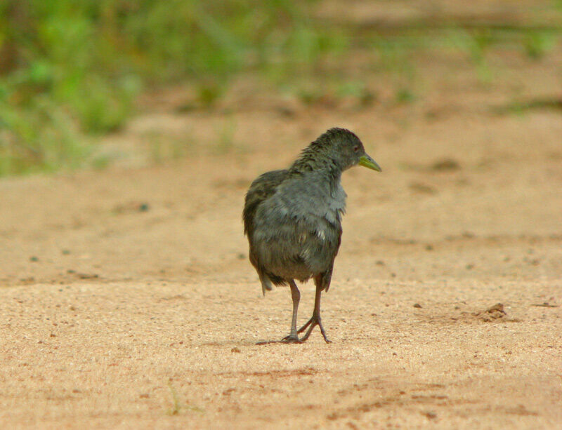 Ash-throated Crake