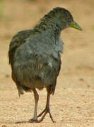 Ash-throated Crake