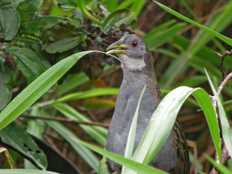 Ash-throated Crake