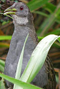 Ash-throated Crake