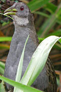 Ash-throated Crake