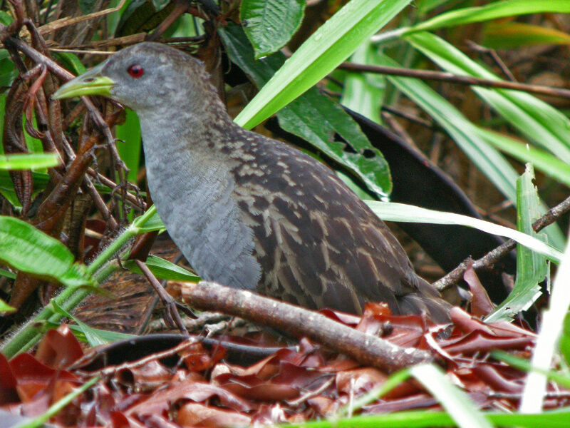 Ash-throated Crake