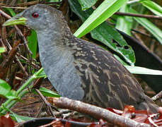 Ash-throated Crake