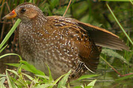 Spotted Crake