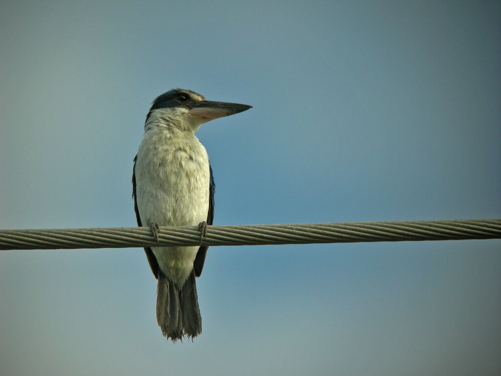 Martin-chasseur à collier blanc