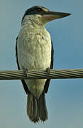 Collared Kingfisher