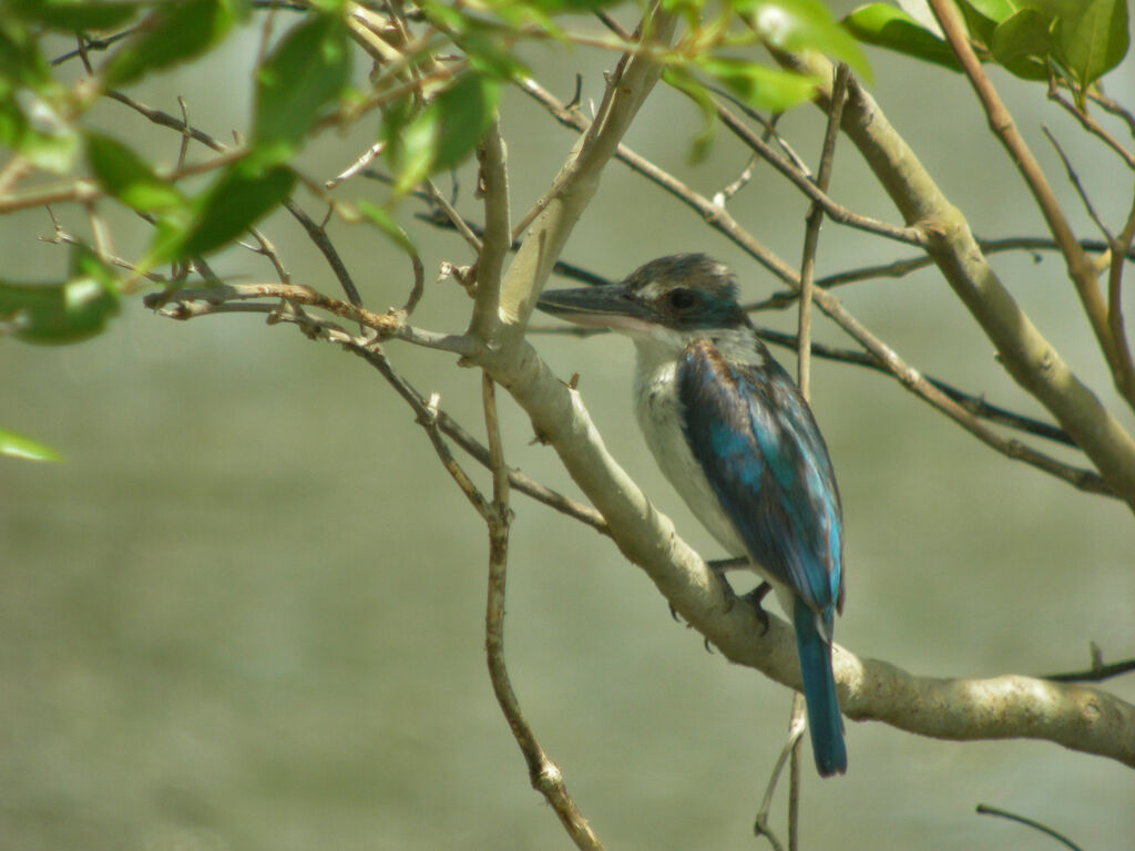 Collared Kingfisher