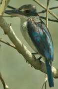 Collared Kingfisher