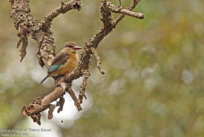 Brown-hooded Kingfisher female adult, identification