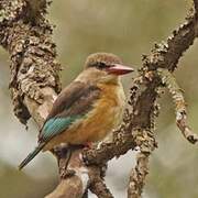 Brown-hooded Kingfisher