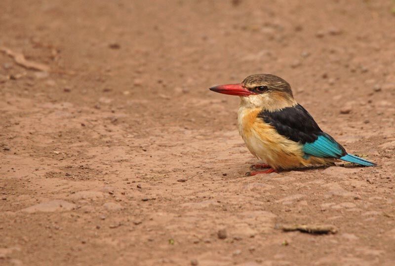 Brown-hooded Kingfisher