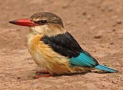 Brown-hooded Kingfisher