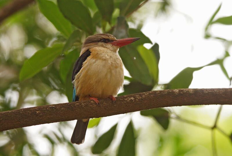 Brown-hooded Kingfisher