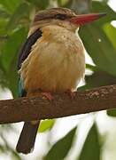 Brown-hooded Kingfisher