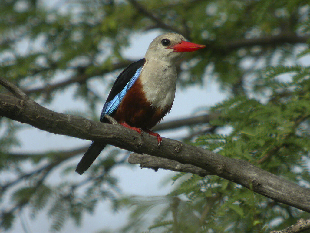 Grey-headed Kingfisher