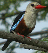 Grey-headed Kingfisher