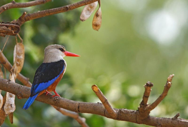 Grey-headed Kingfisher