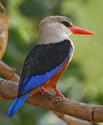 Grey-headed Kingfisher