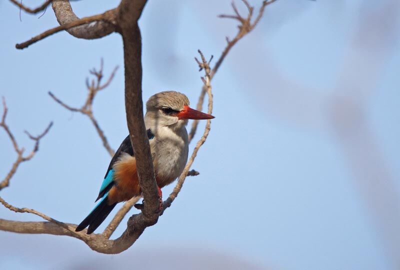 Grey-headed Kingfisher