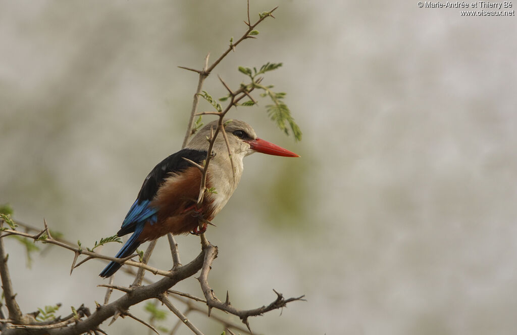 Grey-headed Kingfisher