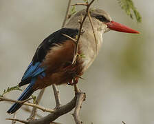 Grey-headed Kingfisher