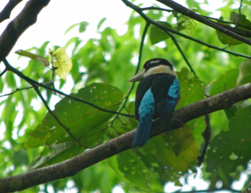 Rufous-bellied Kookaburra