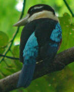 Rufous-bellied Kookaburra