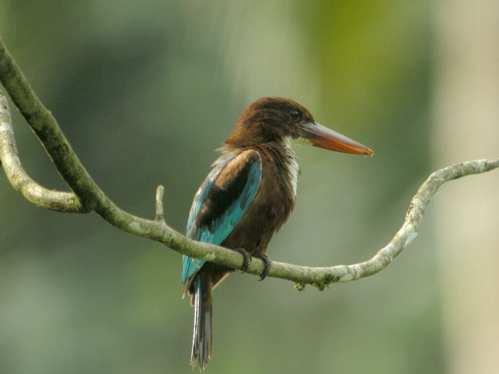 White-throated Kingfisher