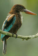 White-throated Kingfisher