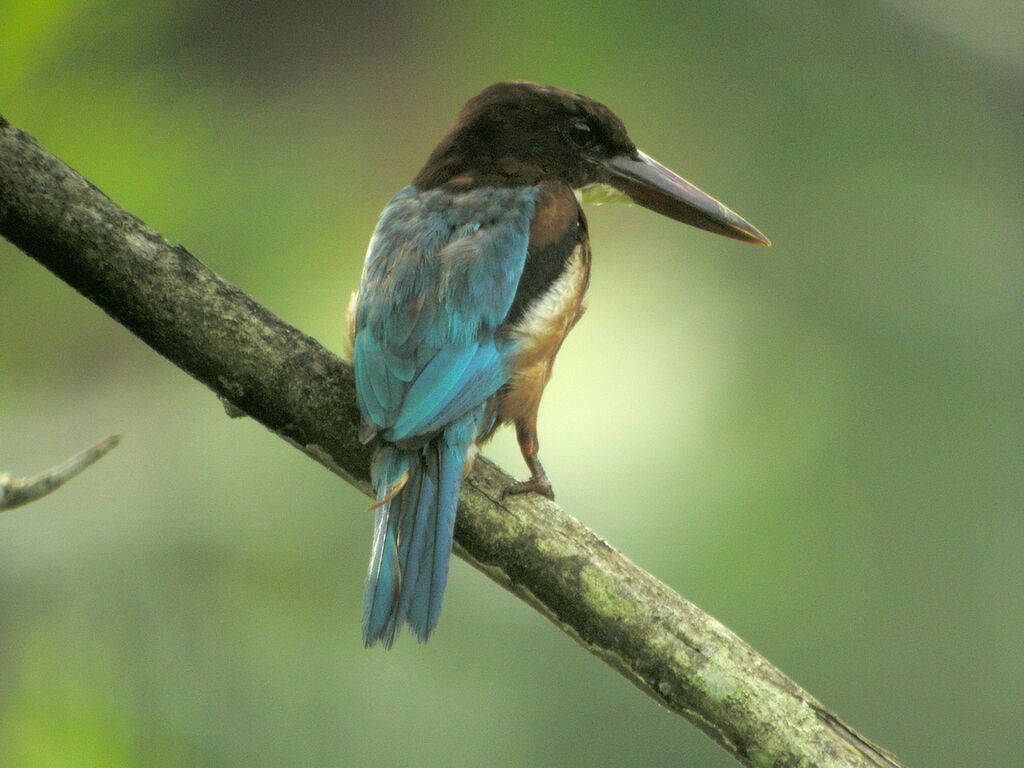 White-throated Kingfisher