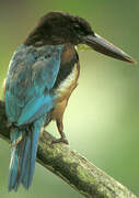 White-throated Kingfisher