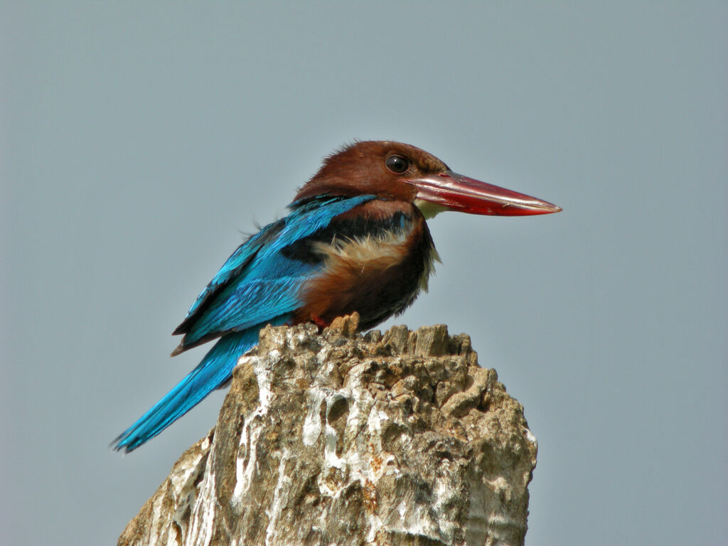 White-throated Kingfisher