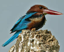 White-throated Kingfisher