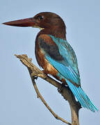 White-throated Kingfisher